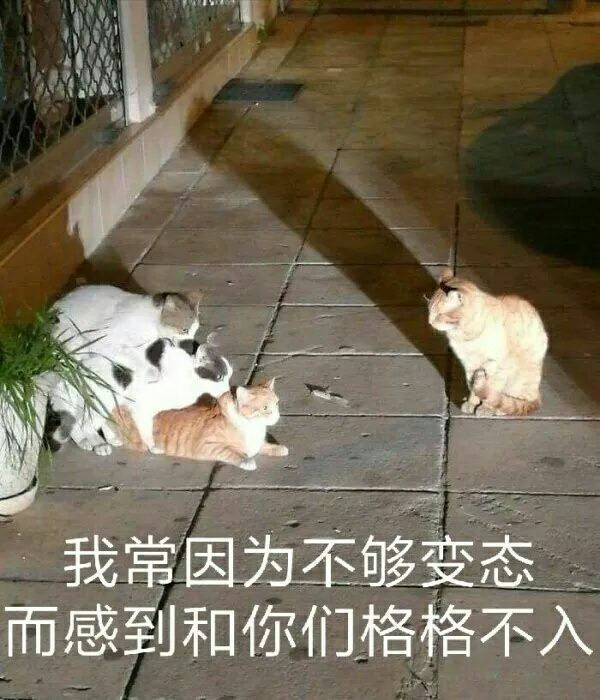 山東大學理工系花漂亮爆乳大奶女友與男友大尺度私拍流出-李美X