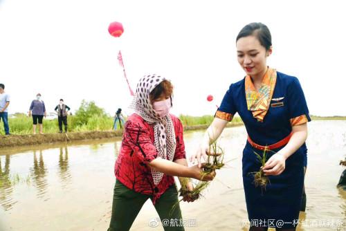 身著靚麗制服的青航空姐空少下地插秧,你怎么看?