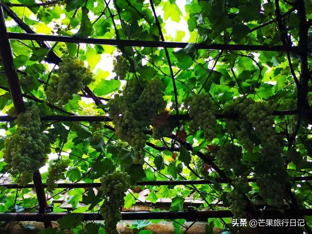 新疆旅游,到回族美女家做客,眼界大開,簡直是女人夢想的天堂