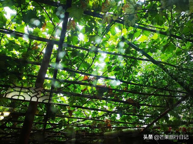 新疆旅游,到回族美女家做客,眼界大開,簡直是女人夢想的天堂