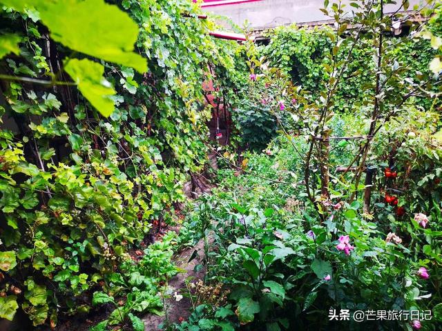 新疆旅游,到回族美女家做客,眼界大開,簡直是女人夢想的天堂